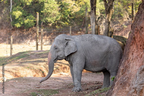 Lankesian Elephant  Elephas Maximus Maximus 