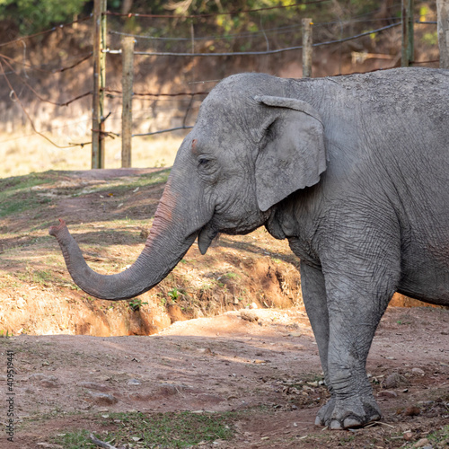 Lankesian Elephant (Elephas Maximus Maximus)