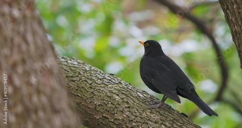 Common blackbird or Turdus merula perched on tree. Black bird stares with curiosity. Natural wildlife.