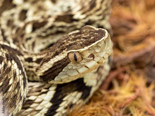 Jararaca Snake (Bothrops Jararaca) . Poisonous brazilian snake. photo