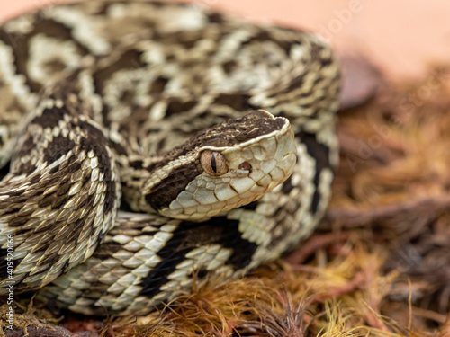 Jararaca Snake (Bothrops Jararaca) . Poisonous brazilian snake. photo