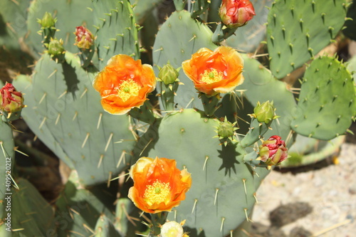 Valokuvatapetti Cactus found in the California and Arizona Deserts