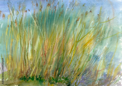 Hand-painted watercolor landscape with reeds photo