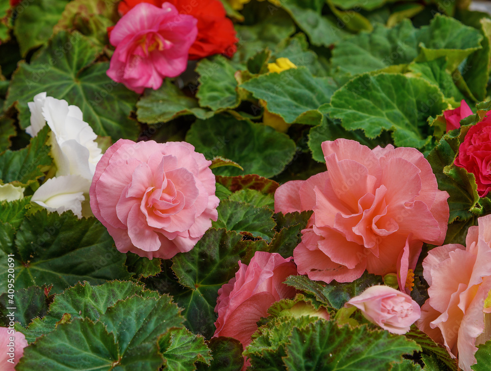 Tuberous begonias, Begonia. White, pink flowers for balcony, park, rooms, garden. Flowers background