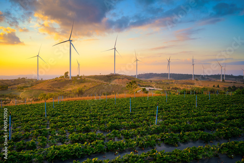 Windmill farm for electricity production. Wind power turbines generating clean renewable energy for sustainable development