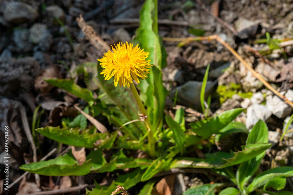 Gewöhnlicher Löwenzahn, Taraxacum Gewöhnlicher Löwenzahn, Taraxacum