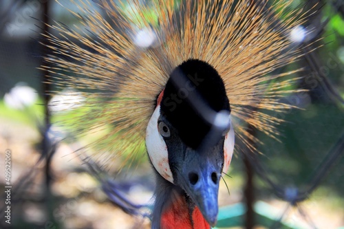 king crane. king crane looks into the lens through the cage mesh