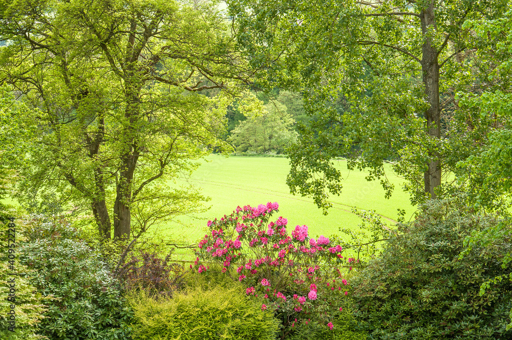 Obraz premium Spring morning in the forest