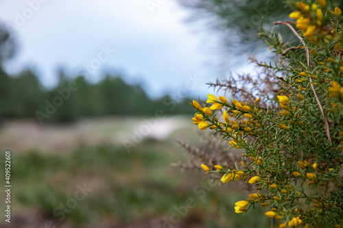 Yellow gorse out in bloom in Portugal. in the right of the frame.