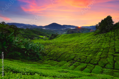 Landscape view of beautiful cameron highlands tea plantation in morning,Pahang, Malaysia