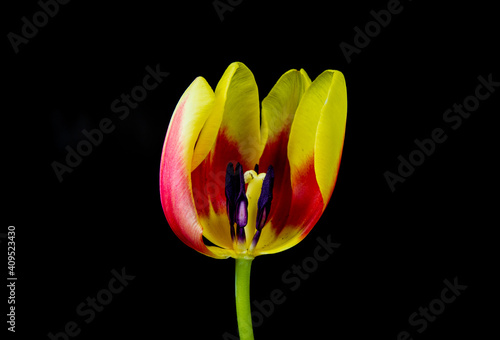 Canvastavla details of a tulip flower