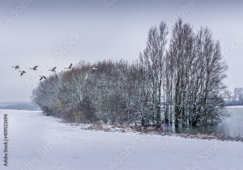 snow covered woodland trees and birds