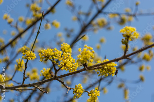 Yellow dogwood flowers