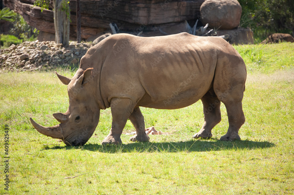 Obraz premium Southern white rhinoceros (rhino)