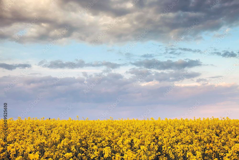 Abstract image of a rape flowers field Abstract image of a rape flowers field