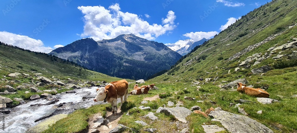 Cows grazing on a hot summer day in the Zillertal Alps in Austria