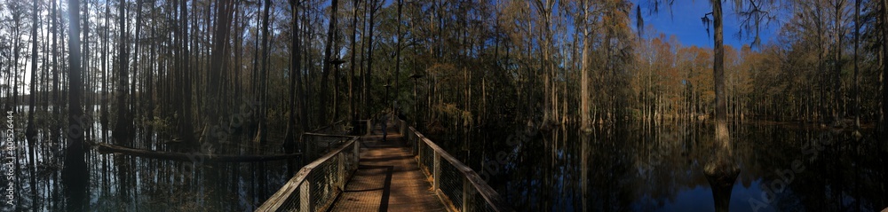 flooded forest in Florida 