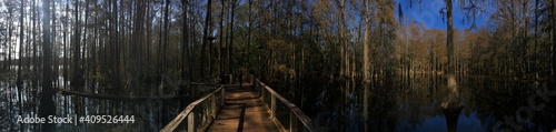 flooded forest in Florida 
