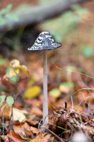 A beautiful closeup picture of an magpie fungus, also called magpie Inkcap (Coprinus picaceus) found in a german forest with an out of focus background - vertical picture