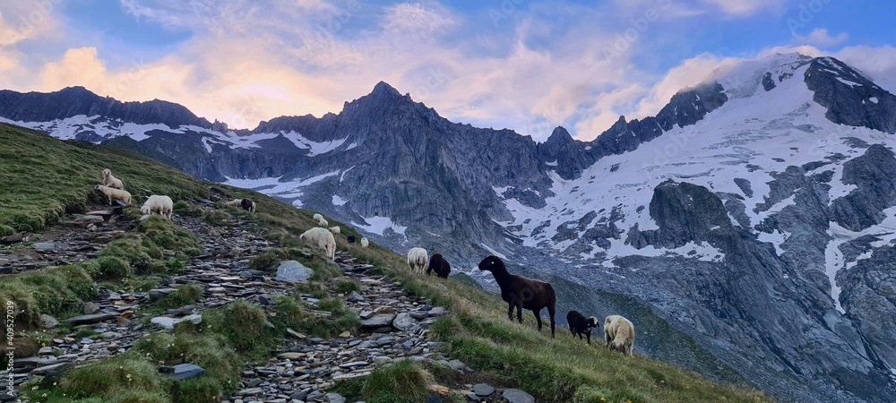 Sheep at the sunrise grazing near the Furtschaglhaus Hut in the Zillertal Alps in Austria