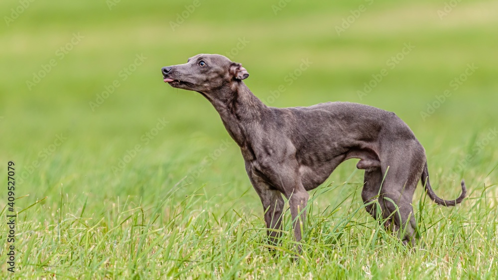 Italian Greyhound watching at sky in the field on lure coursing competition Italian Greyhound watching at sky in the field on lure coursing competition