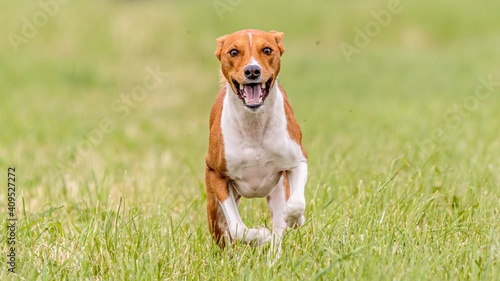 Basenji running in the field on lure coursing competition