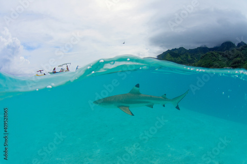 lagon translucide de moorea avec un requin pointe noire - polynesie francaise © bru