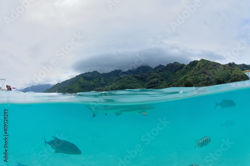 lagon translucide de moorea avec un requin pointe noire - polynesie francaise