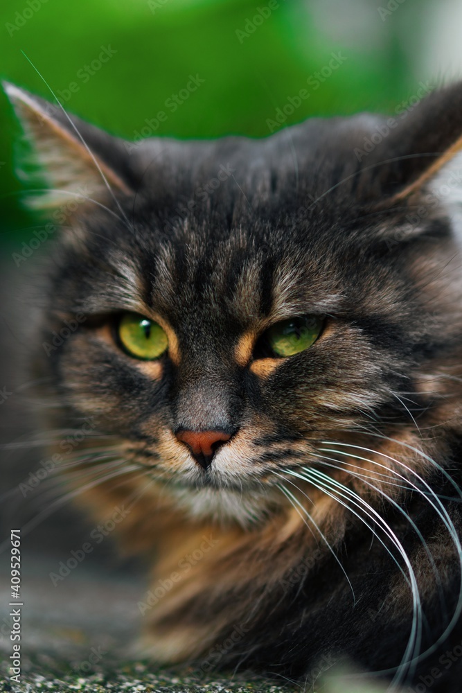 A beautiful fluffy cat with green eyes looks into the camera. Portrait shot of a street cat.