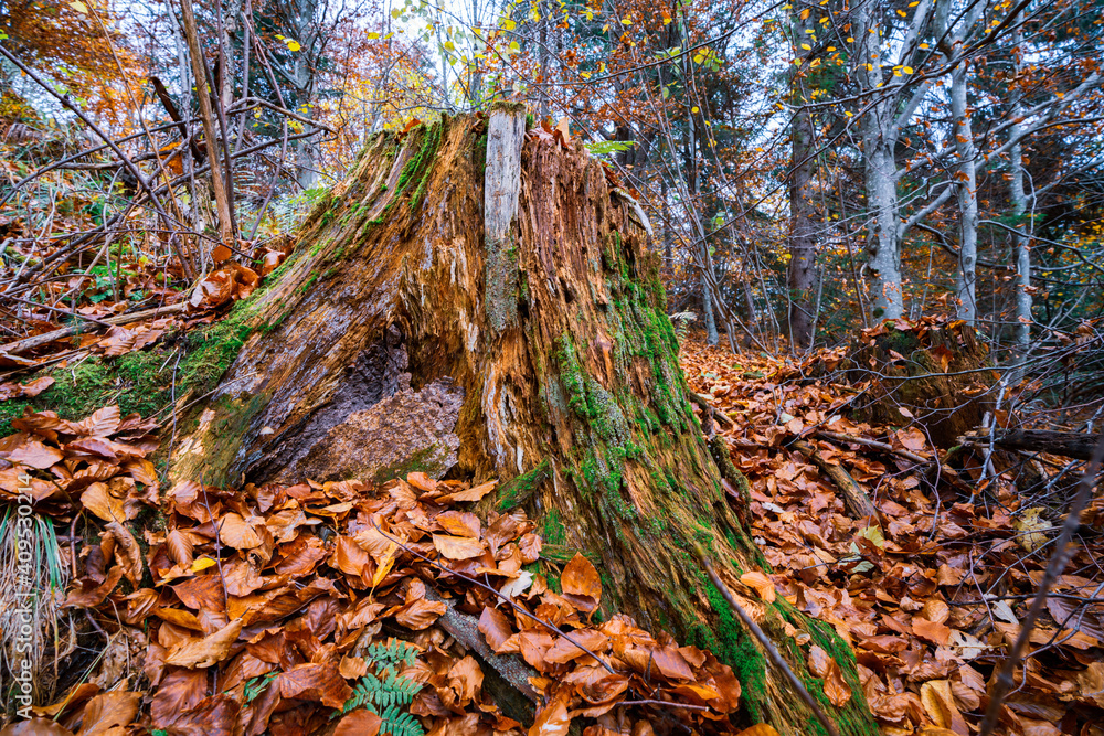 Old tree stump sprinkled with fallen leaves in the autumn forest Old tree stump sprinkled with fallen leaves in the autumn forest