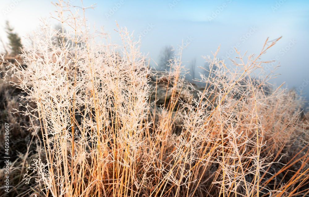 Fototapeta premium Frozen grass against the backdrop of a beautiful sky and fluffy fog