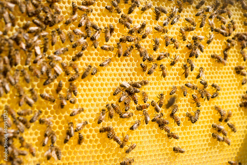 honeycomb full of bees closeup