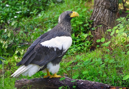 View of a Steller   s Sea-Eagle bird  Haliaeetus pelagicus 