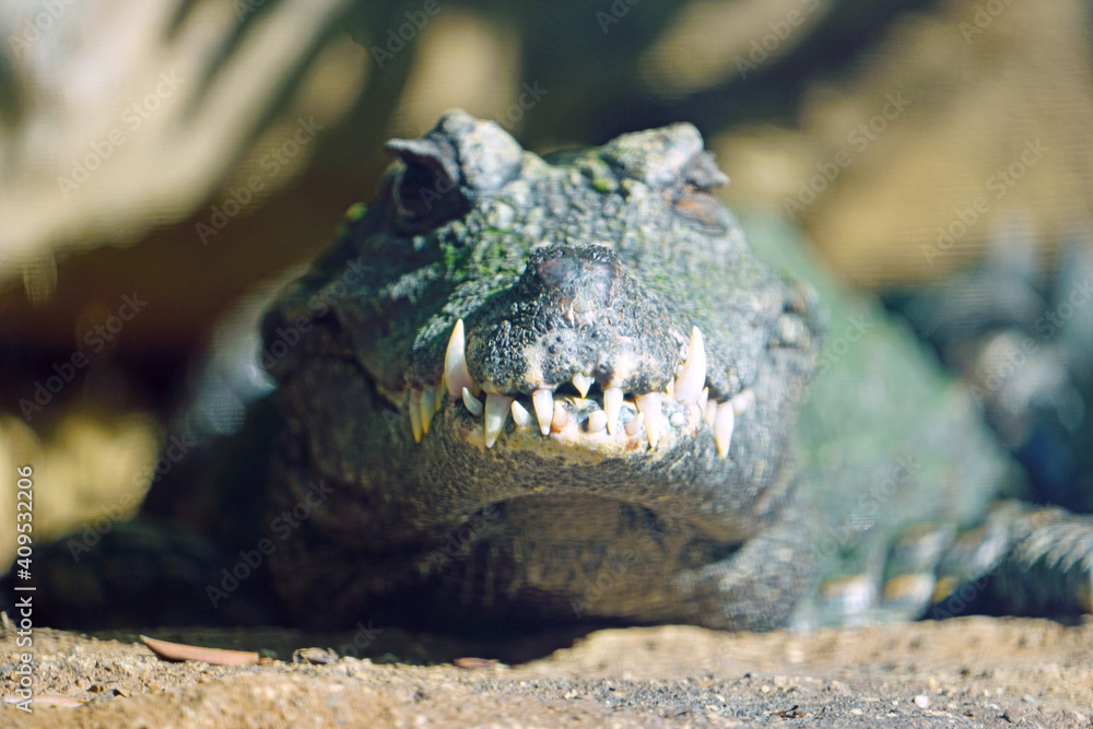 Fototapeta premium Head and teeth of a West African dwarf crocodile (osteolaemus tetraspis tetraspis)