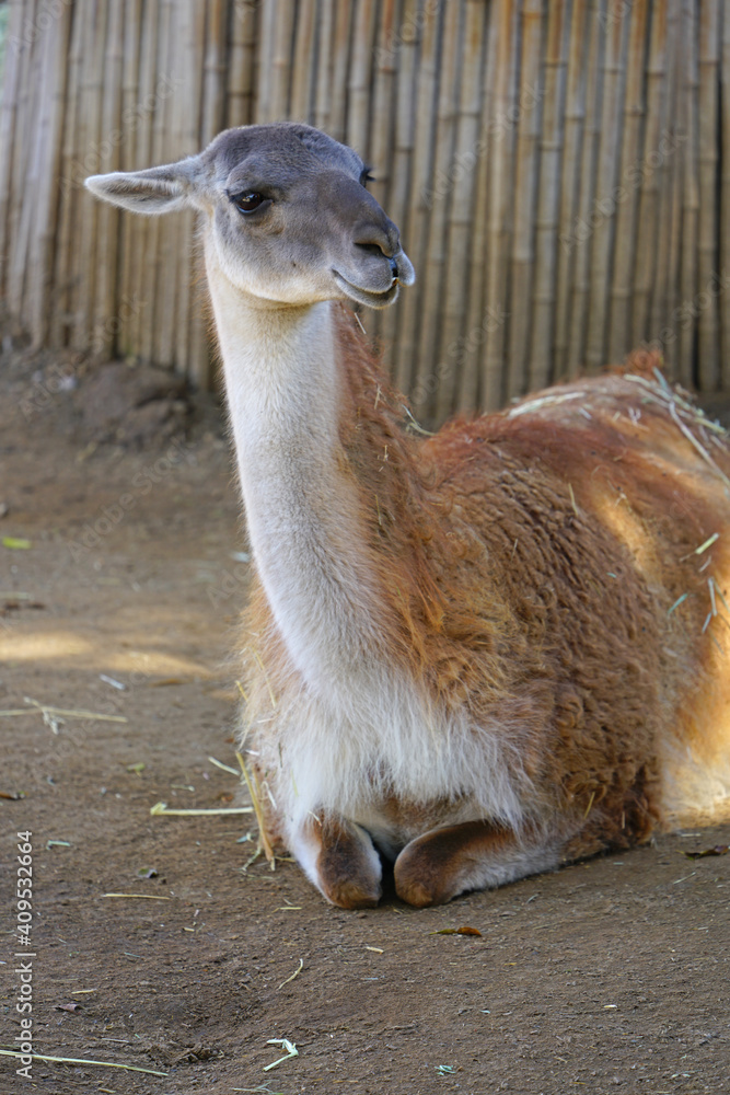 Obraz premium A white and brown llama