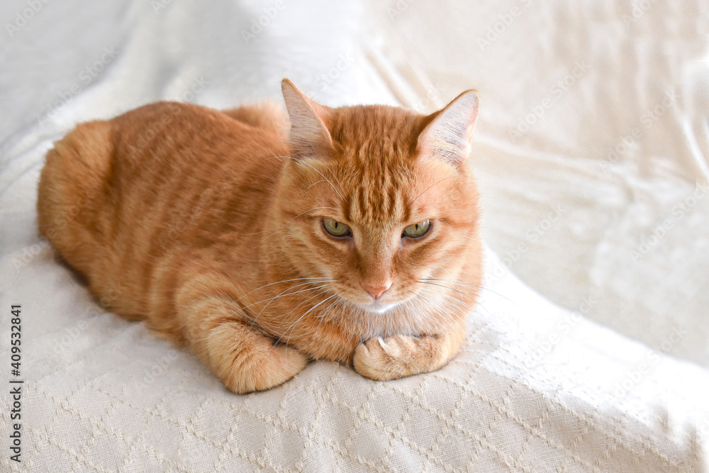 Fototapeta premium Ginger cat sitting on the sofa. Copy space is on the right side.
