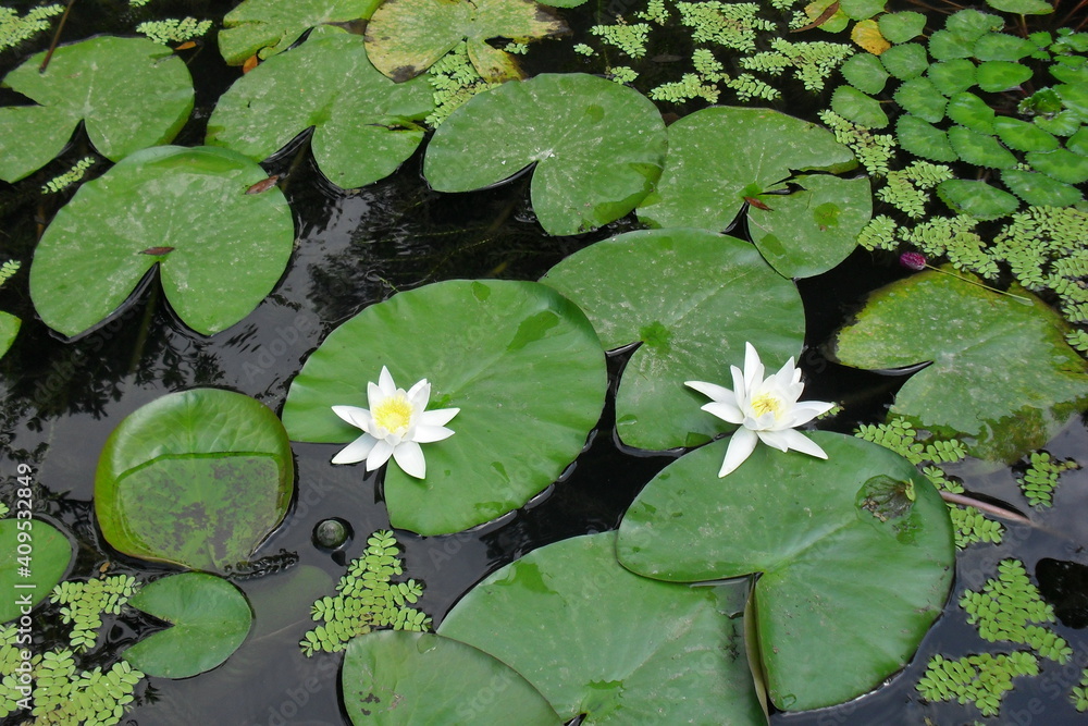 water lily in the pond water lily in the pond