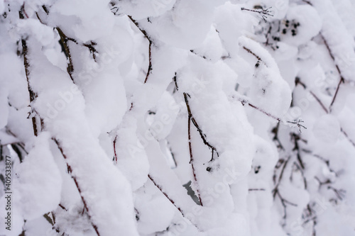 Shrub branches in a huge amount of white snow during snowfall