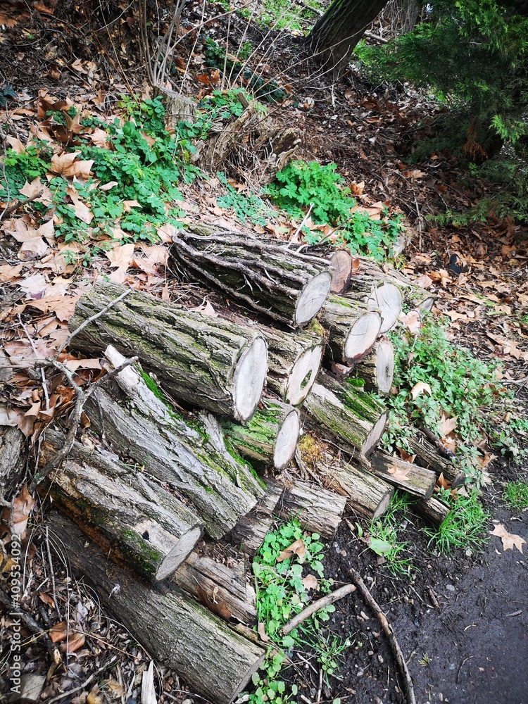 Obraz premium bûches de bois