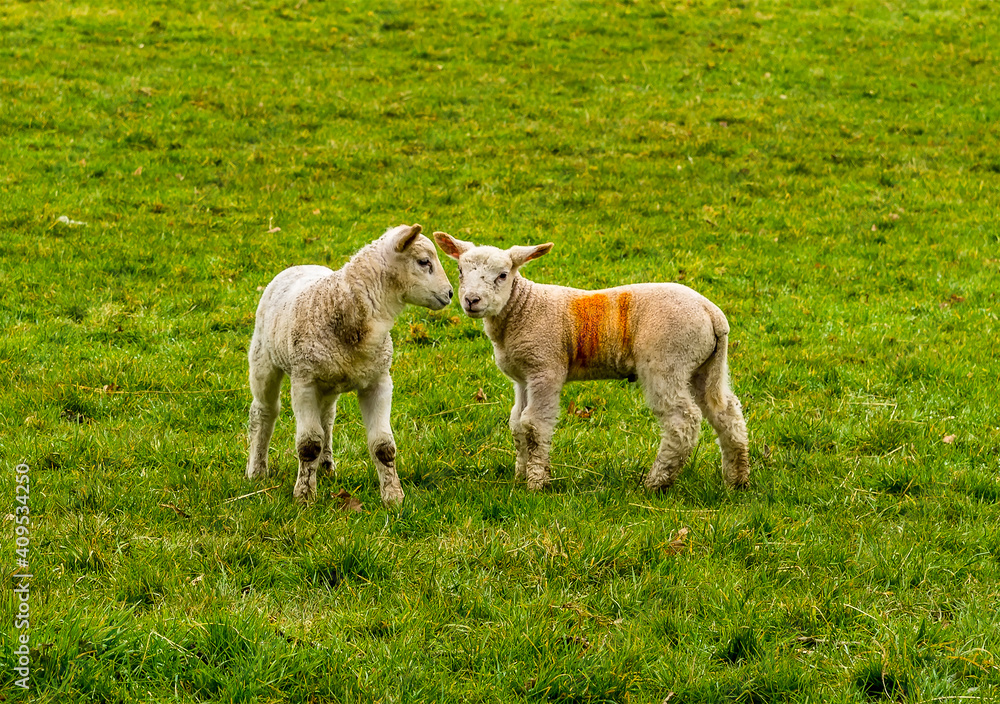 Two lambs playing in a field near Market Harborough, UK Two lambs playing in a field near Market Harborough, UK