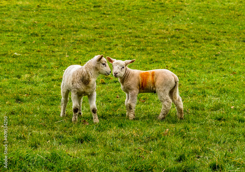 Fototapeta Naklejka Na Ścianę i Meble -  Two lambs playing in a field near Market Harborough, UK