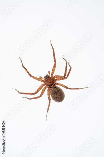 Huntsman Spider © Dynea Chapman
