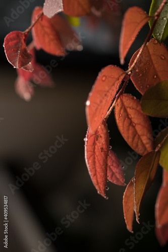 Pink leaves