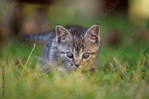 Fototapeta Naklejka Na Ścianę i Meble -  cat on grass