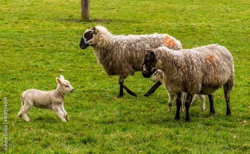 A lamb rushes back to her mother in a field near Market Harborough, UK