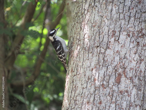 Closeup of a female downy woodpecker perched on the side of a tree trunk in the forest 