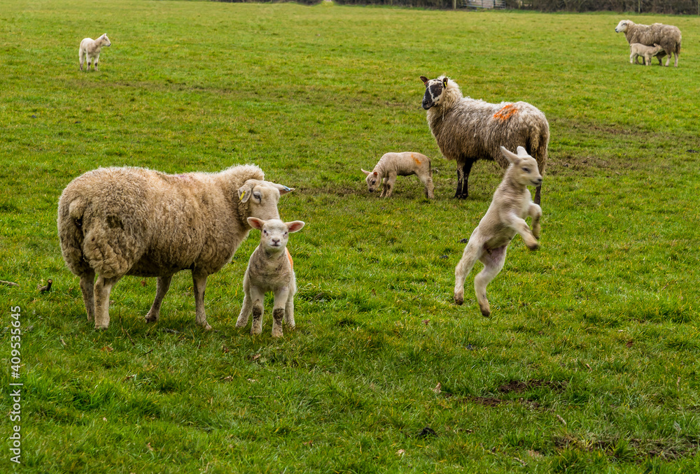 Obraz premium Playful lambs and their mothers in a field near Market Harborough, UK