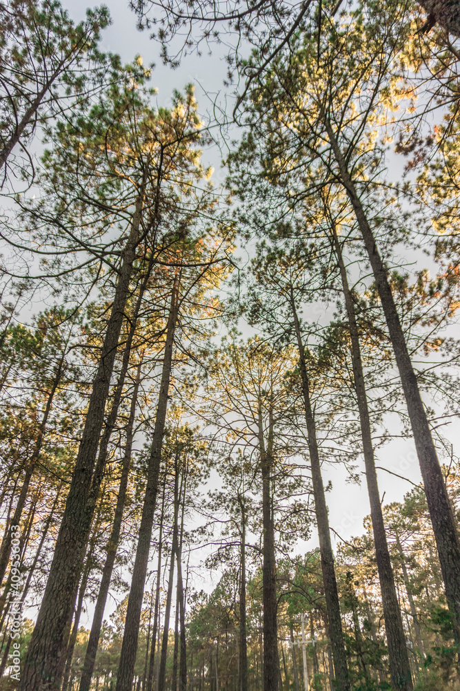 Fototapeta premium Bosque de Mexiquillo 