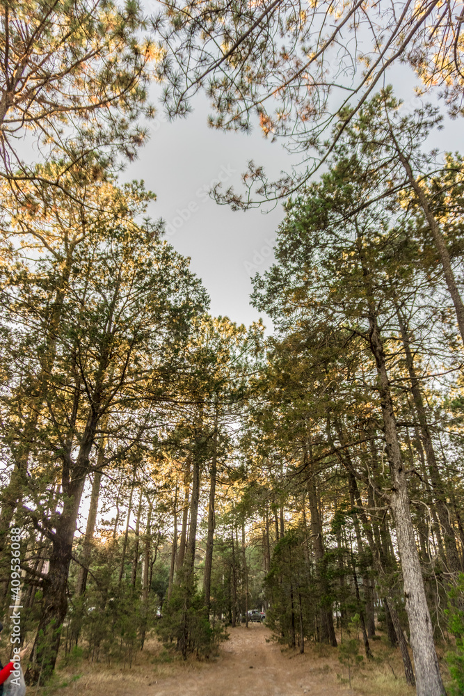 Obraz premium Bosque de Mexiquillo 