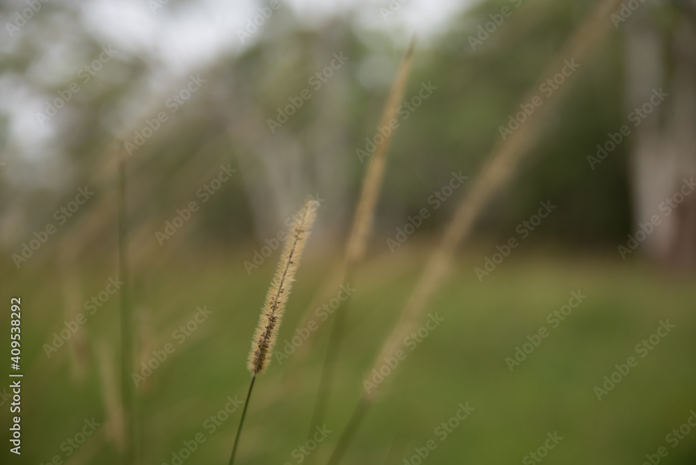 Grass Flowers